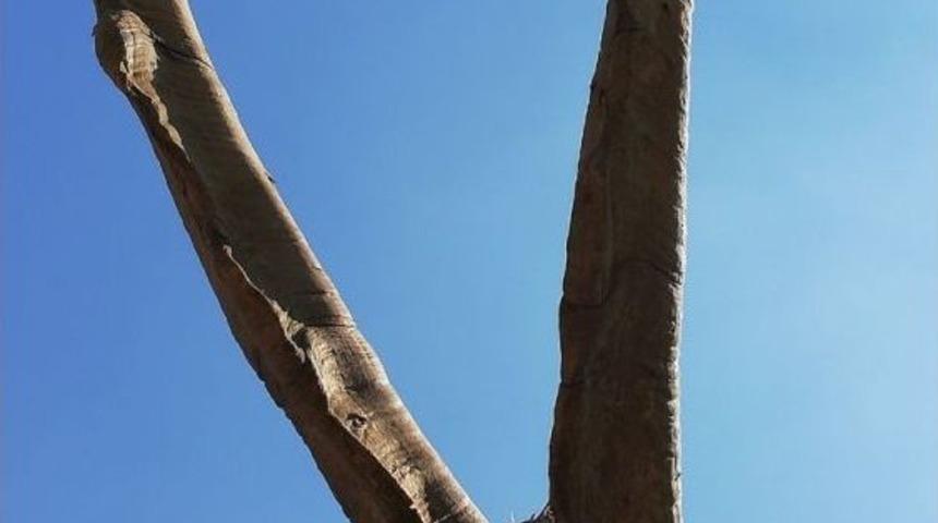 Evine Yaban Keçisi Boynuzu Astı, 14 Bin Lira Ceza Yedi