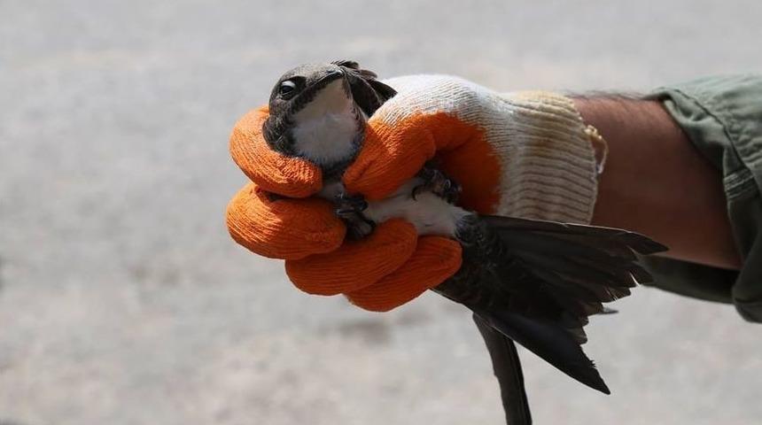 Kırklareli&rsquo;nde Ebabil Kuşu Bulundu