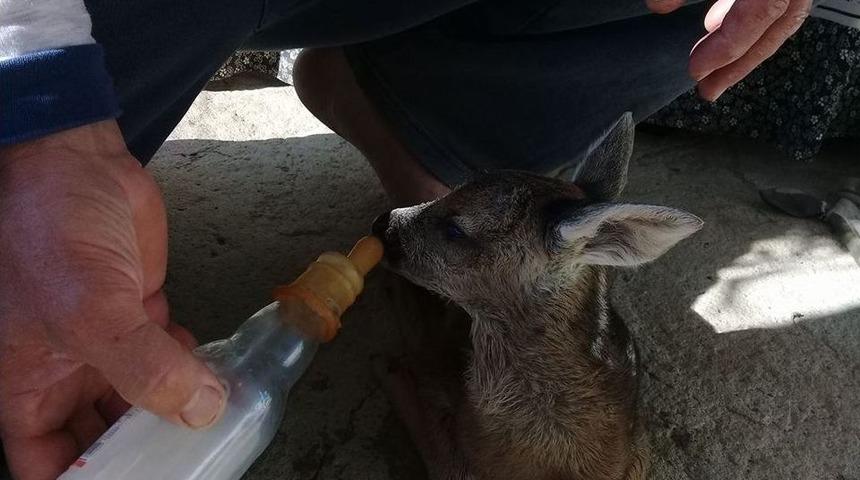 Yavru Karacaya Muhtar Şefkati