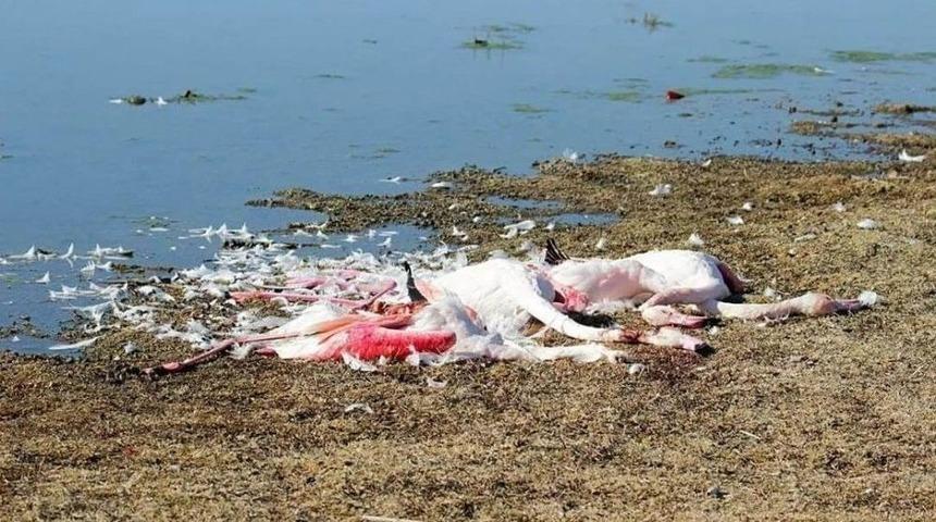Ereğli Akg&ouml;l&rsquo;de Flamingolar Vurulmuş Ve Par&ccedil;alanmış Halde Bulundu