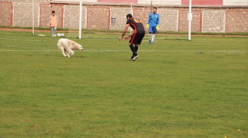 "stadın Kadrolu K&ouml;peği" Yine G&ouml;rev Başında