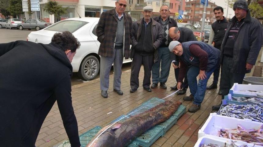 Amat&ouml;r Balık&ccedil;ının Ağına Dev Yayın Balığı Takıldı
