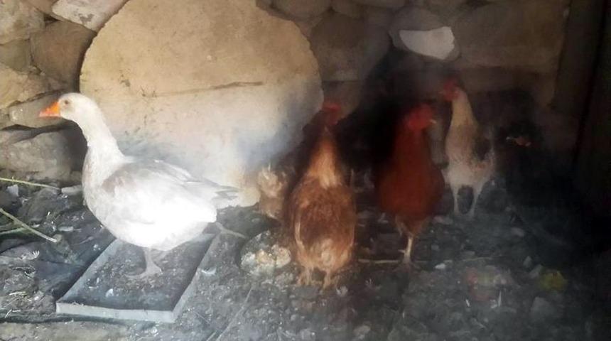 Ağrı&rsquo;da Kuş Gribi Vakası, 2 K&ouml;y Karantinaya Alındı