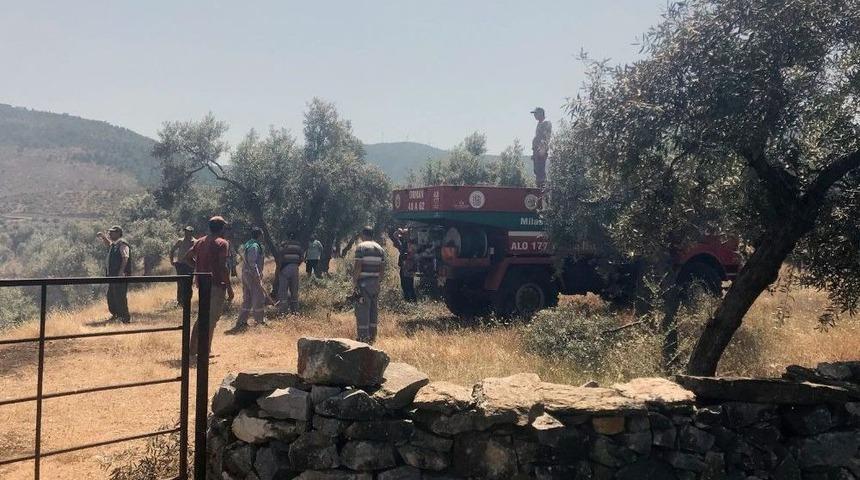 Milas&rsquo;ta Zeytinlik Yangını