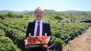 Ordu’da Bin Ton Çilek Rekoltesi Bekleniyor
