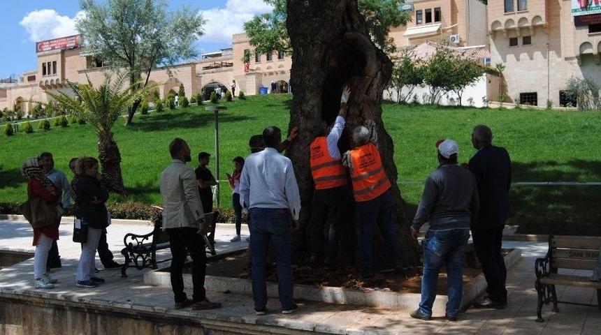 Asırlık Ağa&ccedil;lara &Ouml;zel Bakım