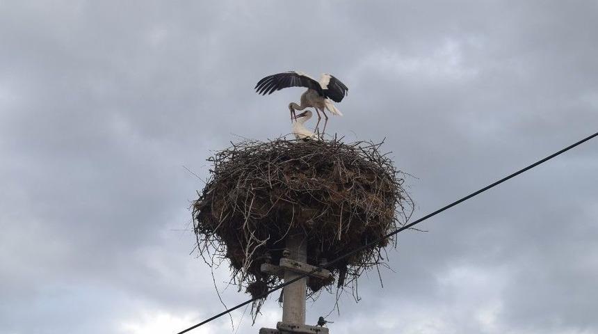 Baharın Müjdecisi Leylekler Alaşehir’e Gelmeye Başladı