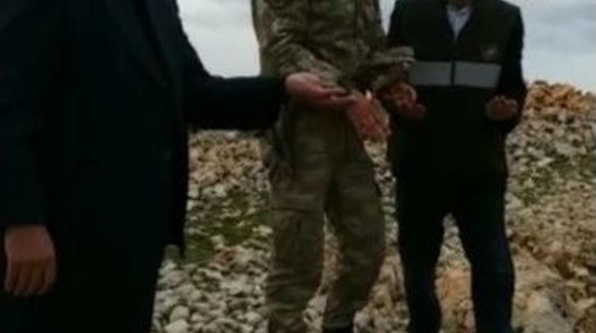 Kınalı Keklik Doğaya Bırakıldı