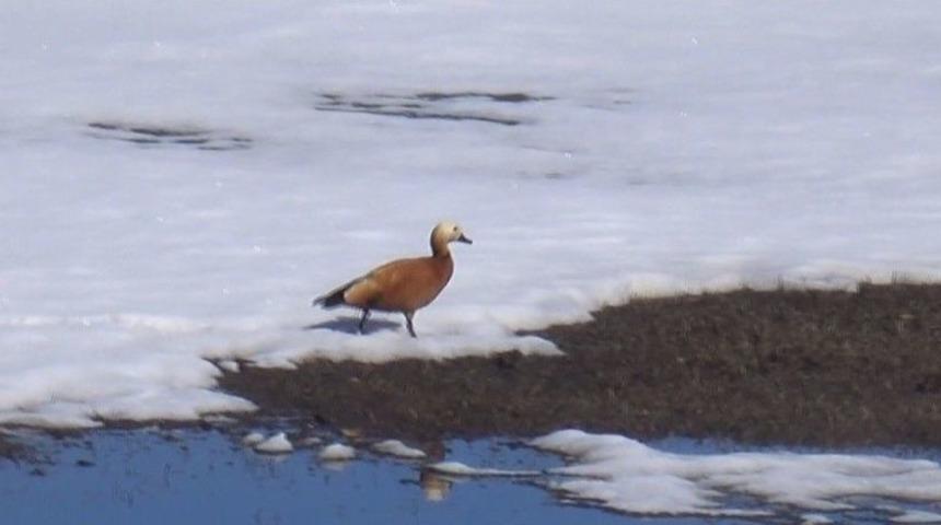 Havaların Isınmasıyla Angut Kuşları Doğaya &Ccedil;ıktı