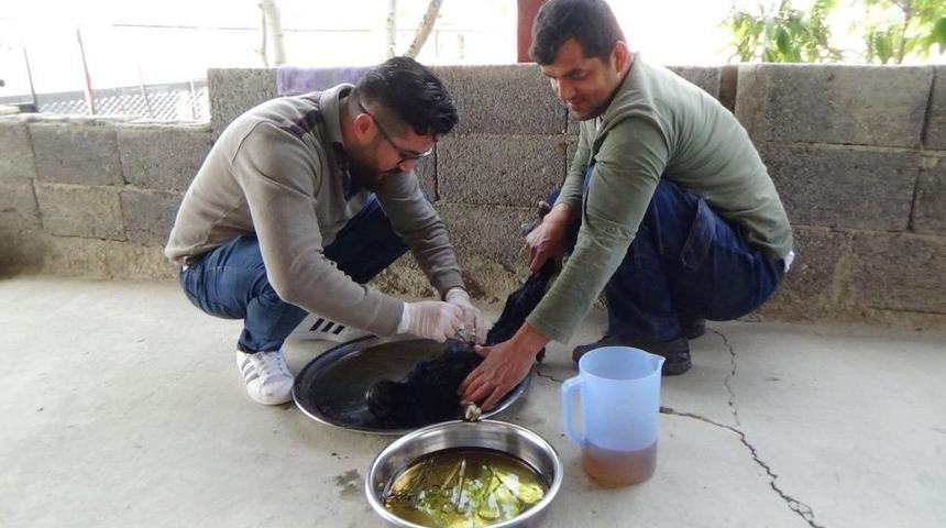 Ke&ccedil;i Yavrusu Kalbi Dışında Doğdu