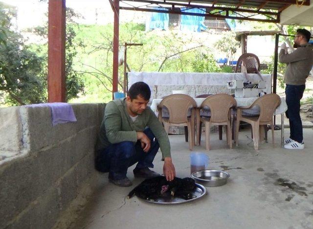 Keçi Yavrusu Kalbi Dışında Doğdu