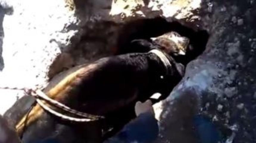 Sarnıca D&uuml;şen İneğin İmdadına İtfaiye Yetişti