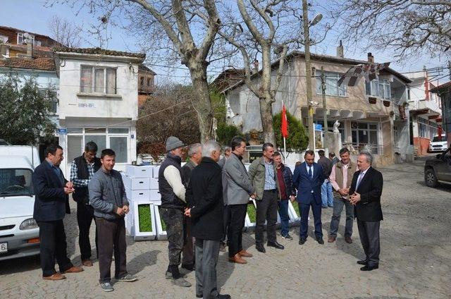 Tekirdağ’da Adaçayı Tarımı Artıyor