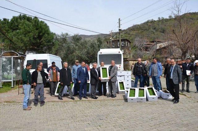 Tekirdağ’da Adaçayı Tarımı Artıyor