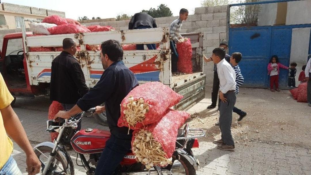 7 Ton Sarımsağı Bedava Dağıttı