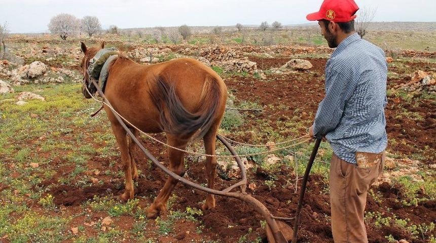 Mazot Fiyatları Artınca Tarlaların Y&uuml;k&uuml; Hayvanlara Kaldı