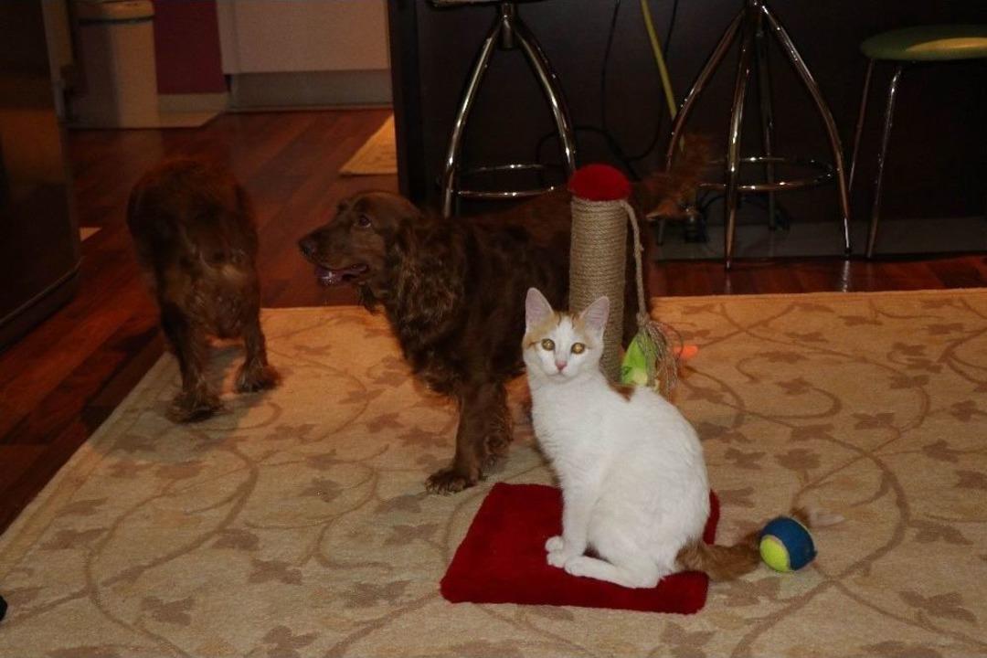 Kedi Ve K&ouml;peklerin Dostluğu G&ouml;renleri Şaşırtıyor