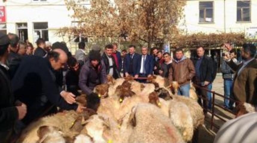 &Ccedil;ivril&rsquo;de Yetiştiricilere Damızlık Ko&ccedil; Dağıtıldı