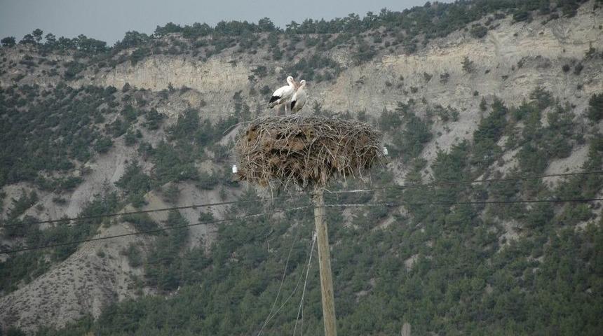 Baharın M&uuml;jdeleyicisi Leylekler, Han&ouml;n&uuml;&rsquo;deki Yuvalarına D&ouml;nmeye Başladı