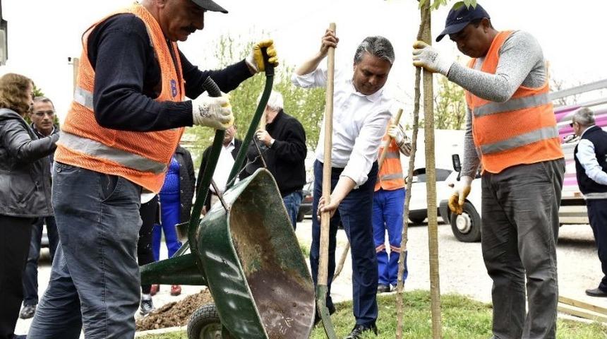 Başkan Uysal Turun&ccedil; Fidanı Dikti