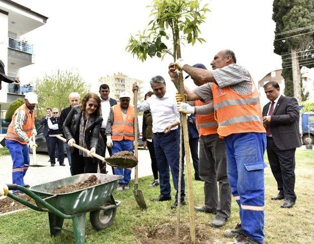 Başkan Uysal Turunç Fidanı Dikti