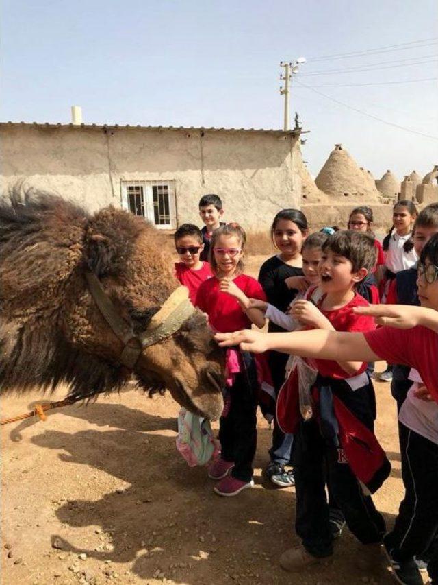 Öğrenciler Medeniyetler Şehri Harran’da Tarihle Buluştu