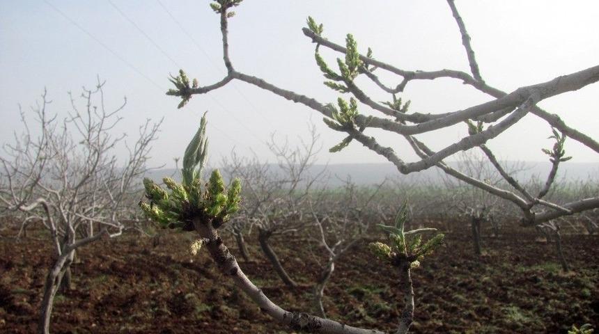 Antep Fıstığı Ağa&ccedil;ları Bu Yıl Erken &Ccedil;i&ccedil;ek A&ccedil;tı