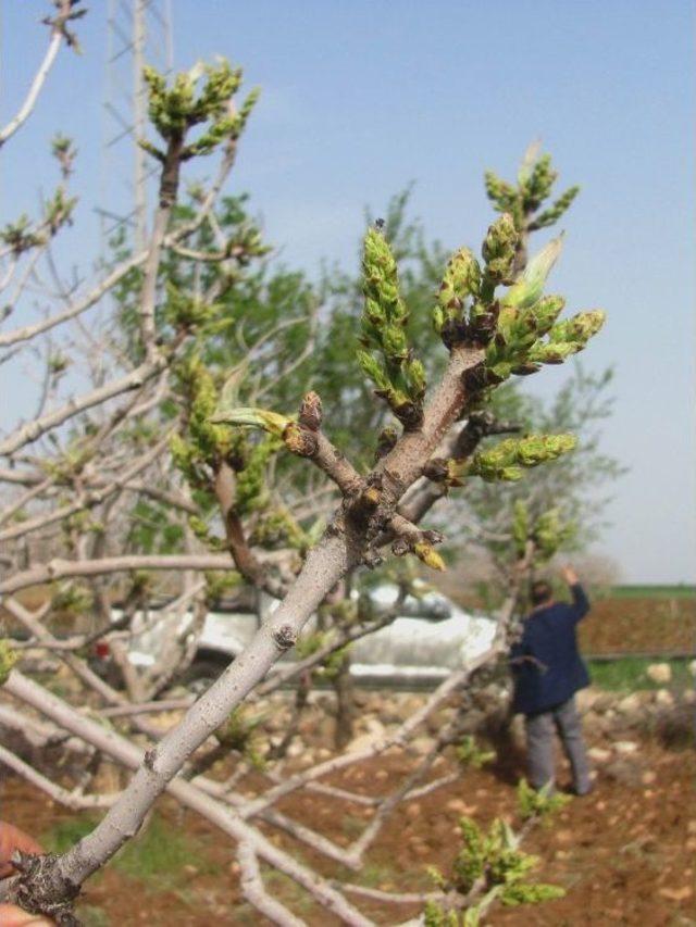 Antep Fıstığı Ağaçları Bu Yıl Erken Çiçek Açtı