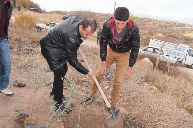 Besni’de Başbuğ Alparslan Türkeş Ormanına Fidan Dikildi