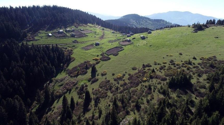 Karadeniz Yaylaları Şenleniyor