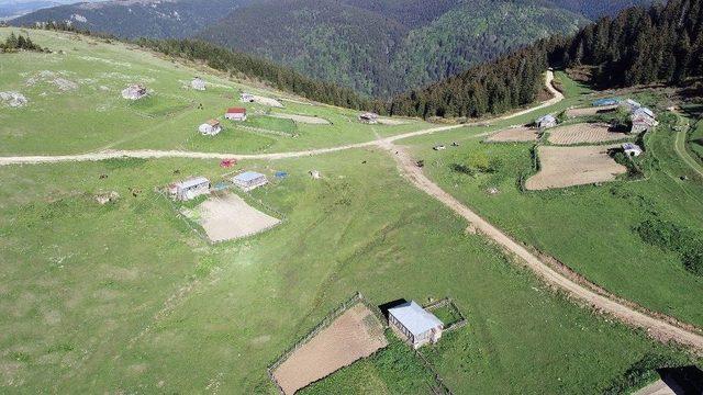 Karadeniz Yaylaları Şenleniyor