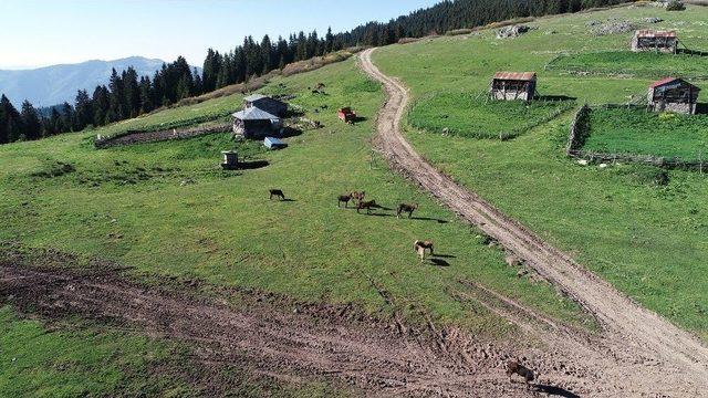 Karadeniz Yaylaları Şenleniyor