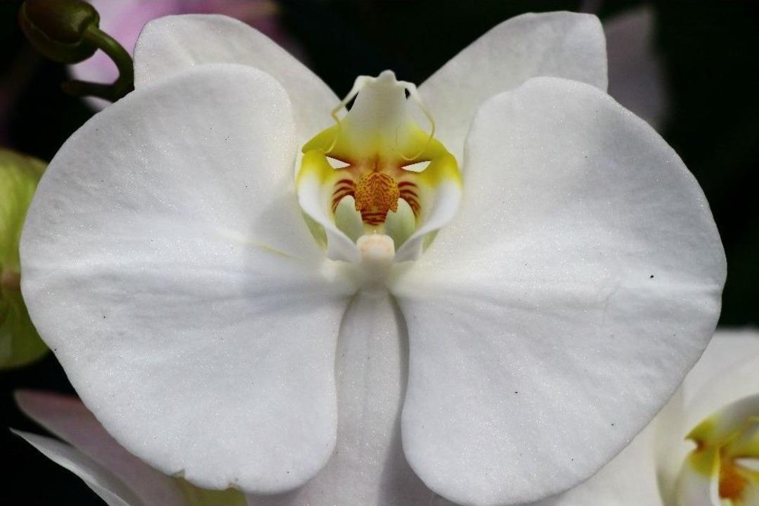 Orkide İthalatına Adana&rsquo;dan Yerli Ve Milli &Ccedil;&ouml;z&uuml;m