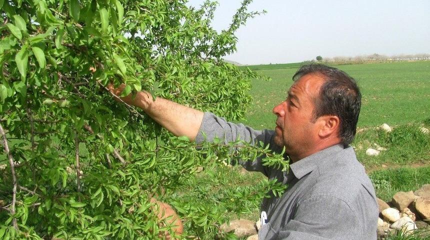 Badem &Ccedil;ağlası Erken Yetişti