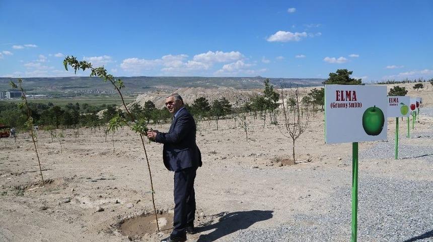 Keykubat Meyve Veriyor