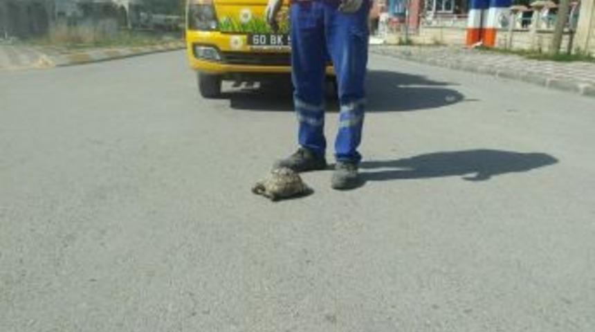 Temizlik Ekiplerinin Kaplumbağa Duyarlılığı