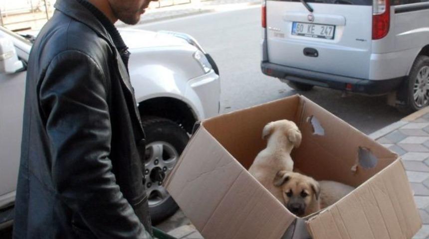 Hasta Olan Yavru K&ouml;peklerini Veterinere El Arabasıyla Taşıdı