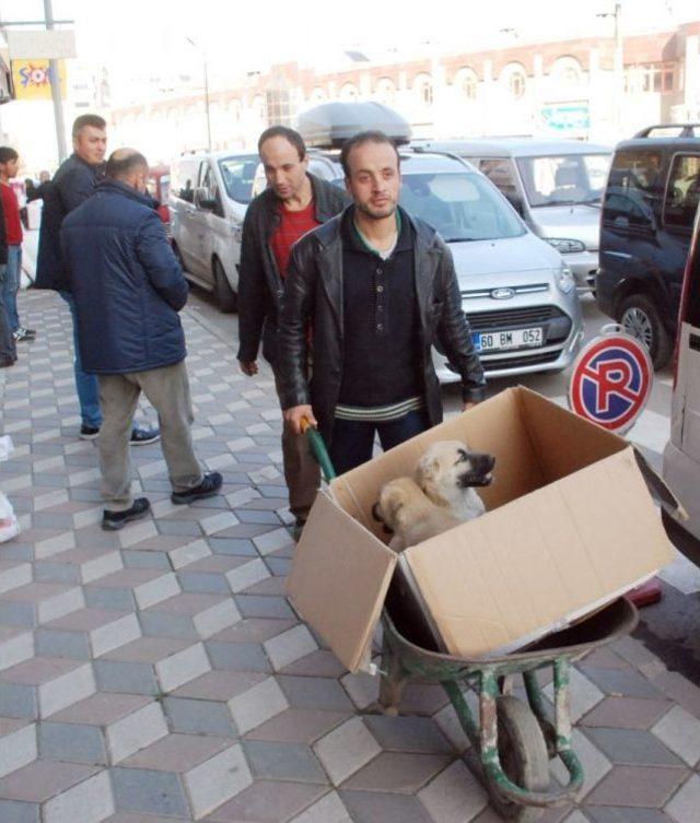 Hasta Olan Yavru Köpeklerini Veterinere El Arabasıyla Taşıdı