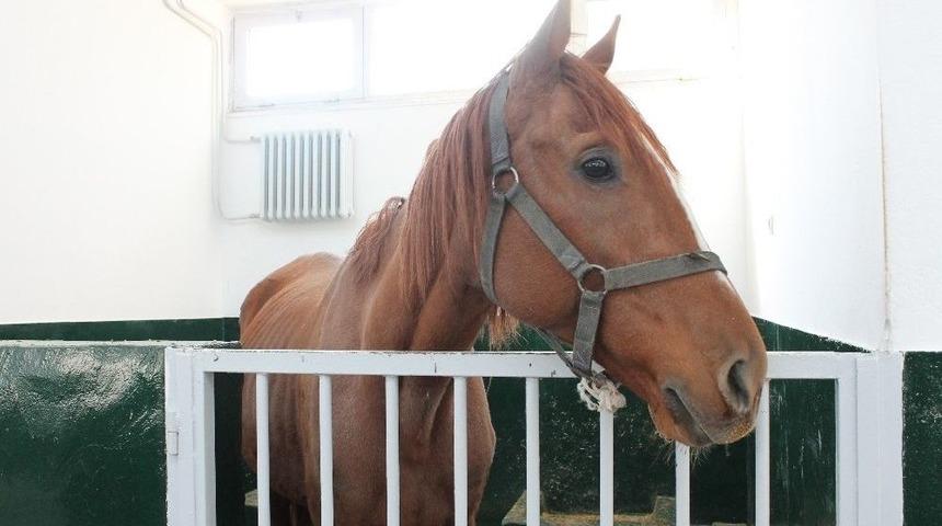 İş&ccedil;ilerin Bulduğu Safkan İngiliz Atı İyileşti