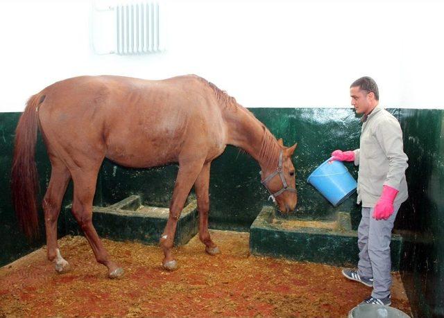 İşçilerin Bulduğu Safkan İngiliz Atı İyileşti