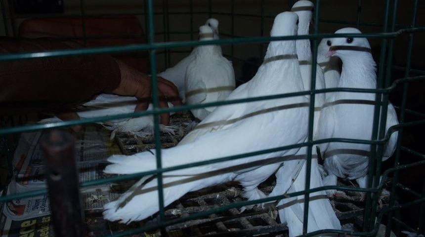 Lapseki&rsquo;de G&uuml;vercin Severler Derneği Mezadı Yapıldı