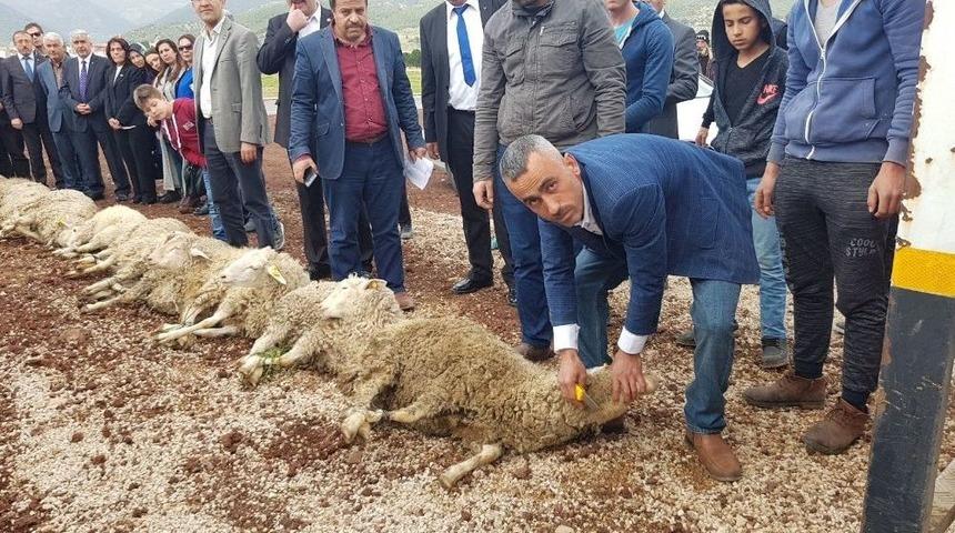 Mhp Melikgazi Teşkilatı Zeytin Dalı Zaferi İ&ccedil;in 11 Kurban Kesti