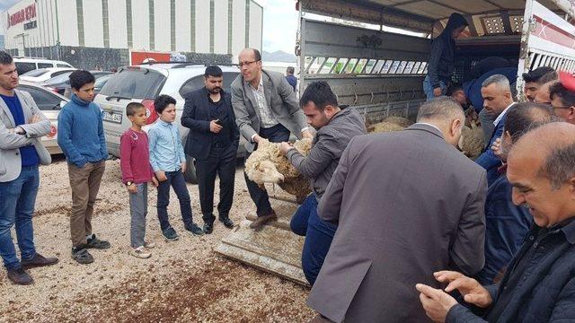 Mhp Melikgazi Teşkilatı Zeytin Dalı Zaferi İçin 11 Kurban Kesti