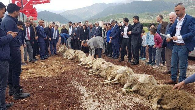 Mhp Melikgazi Teşkilatı Zeytin Dalı Zaferi İçin 11 Kurban Kesti