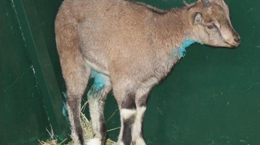 K&ouml;peklerin Yaraladığı Dağ Ke&ccedil;isi Tedavi Altına Alındı