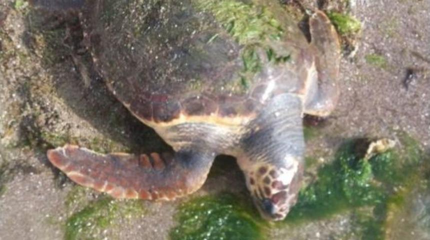 &Ccedil;anakkale&rsquo;de Sahile &Ouml;l&uuml; Caretta Caretta Vurdu