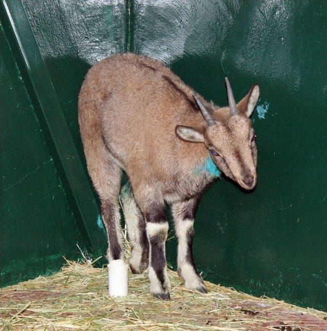 K&ouml;peklerin Yaraladığı Dağ Ke&ccedil;isi Tedavi Altına Alındı 2