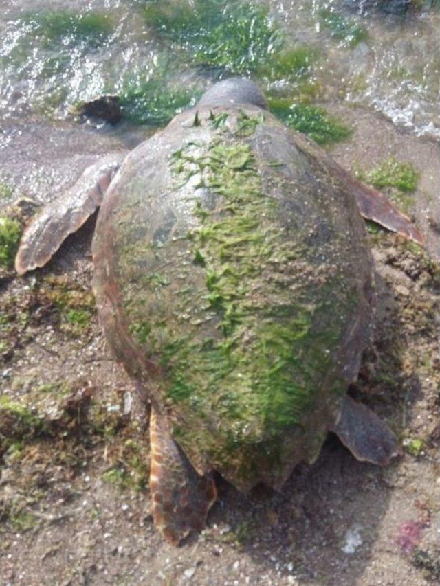 Çanakkale’de Sahile Ölü Caretta Caretta Vurdu