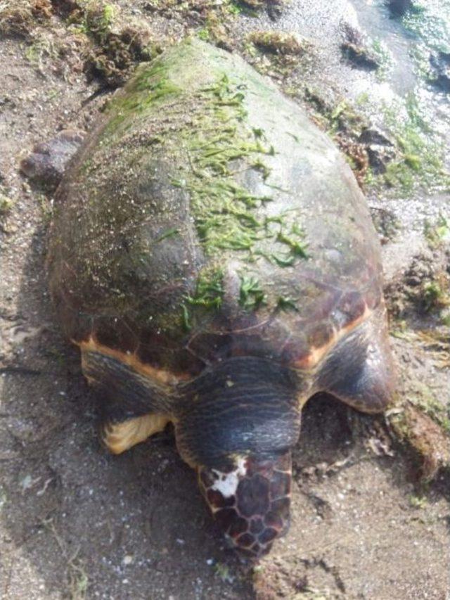 Çanakkale’de Sahile Ölü Caretta Caretta Vurdu