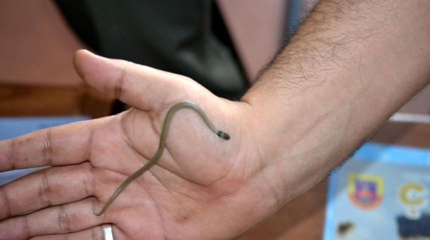 İran Yılanı Doğaya Bırakıldı